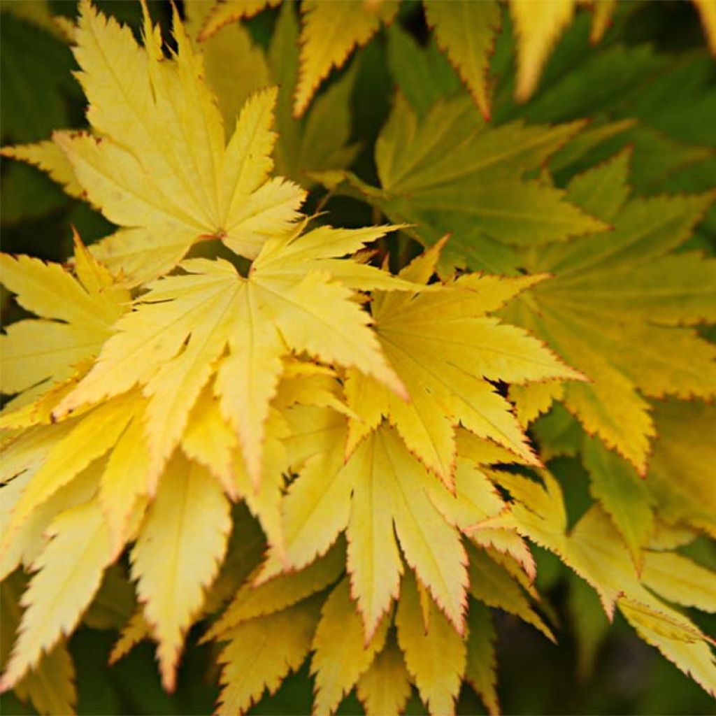 Arce de Shirasawa Jordan - Acer shirasawanum