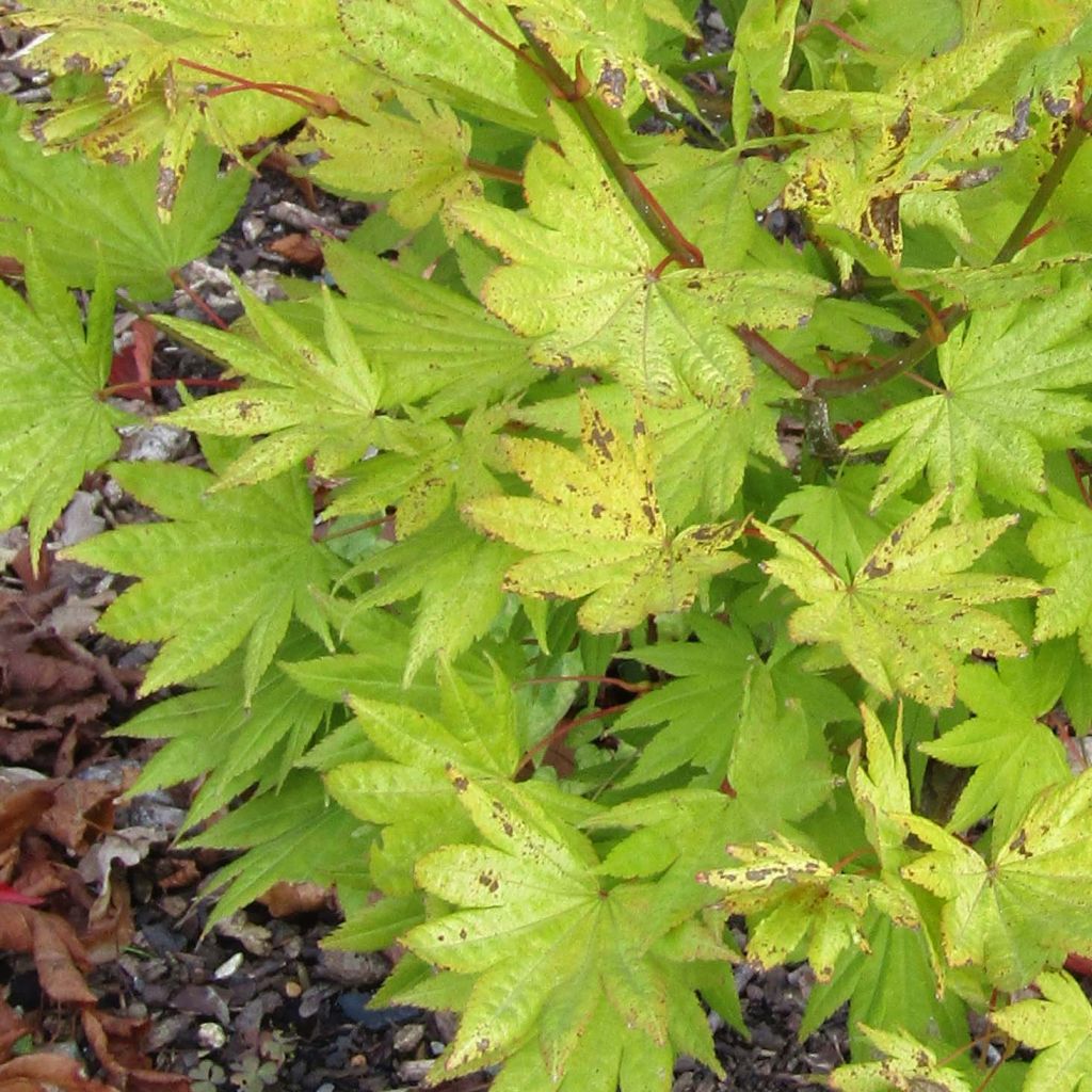 Arce de Shirasawa Moonrise - Acer shirasawanum