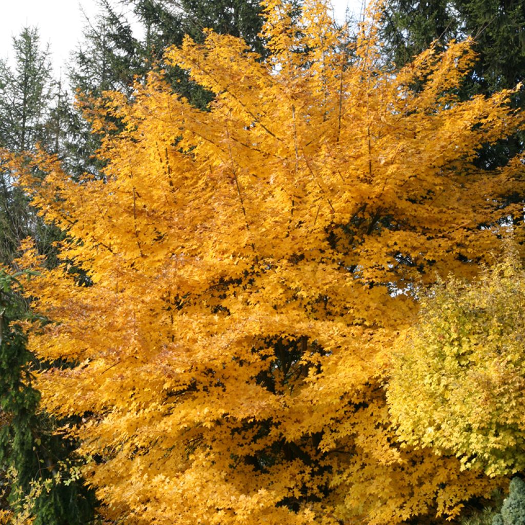 Acer x zoeschense 'Annae' - Arce híbrido de Zöschen