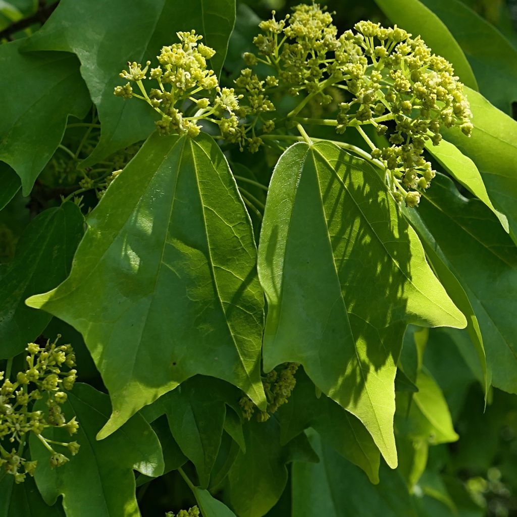 Acer buergerianum (semillas) - Arce tridente