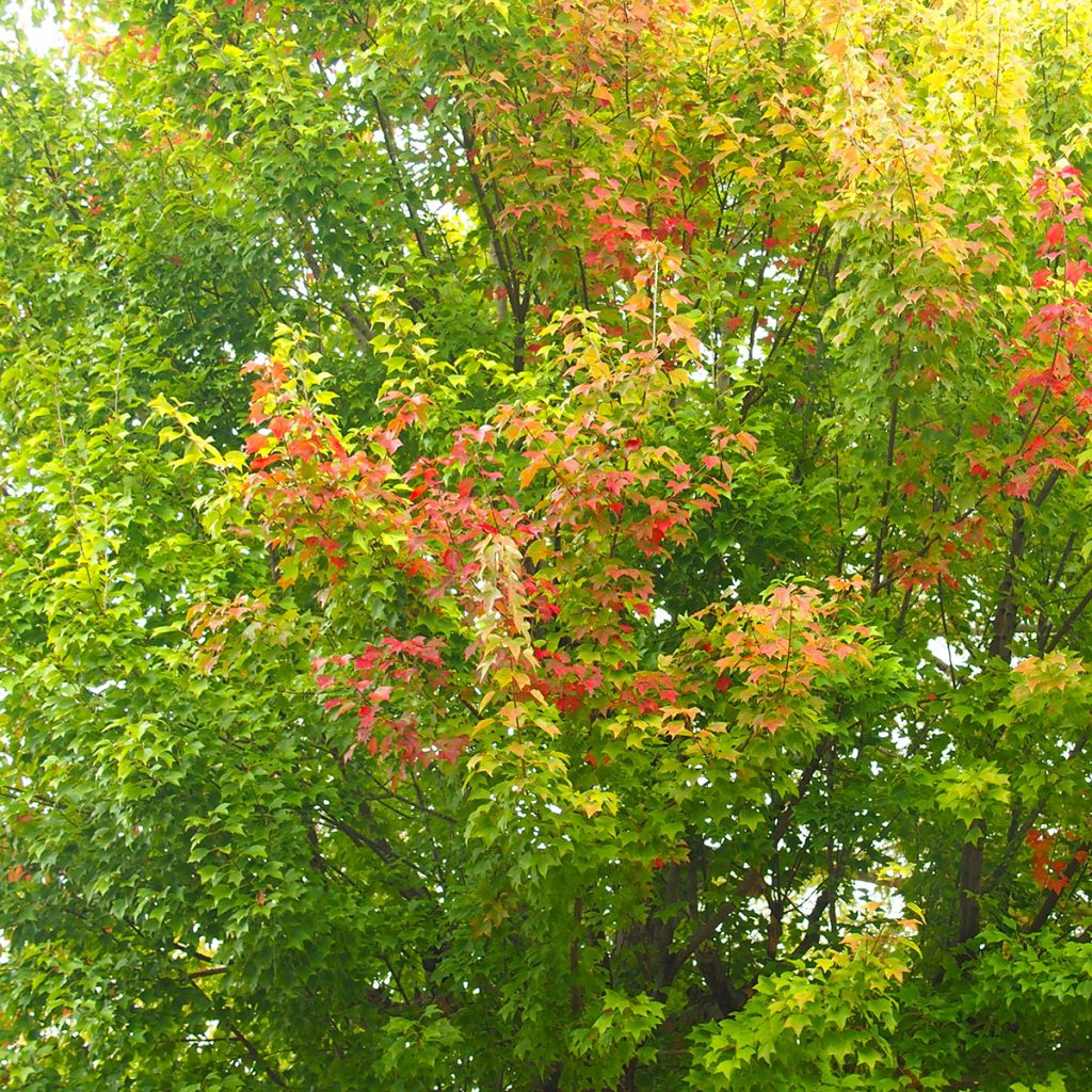 Acer buergerianum (semillas) - Arce tridente