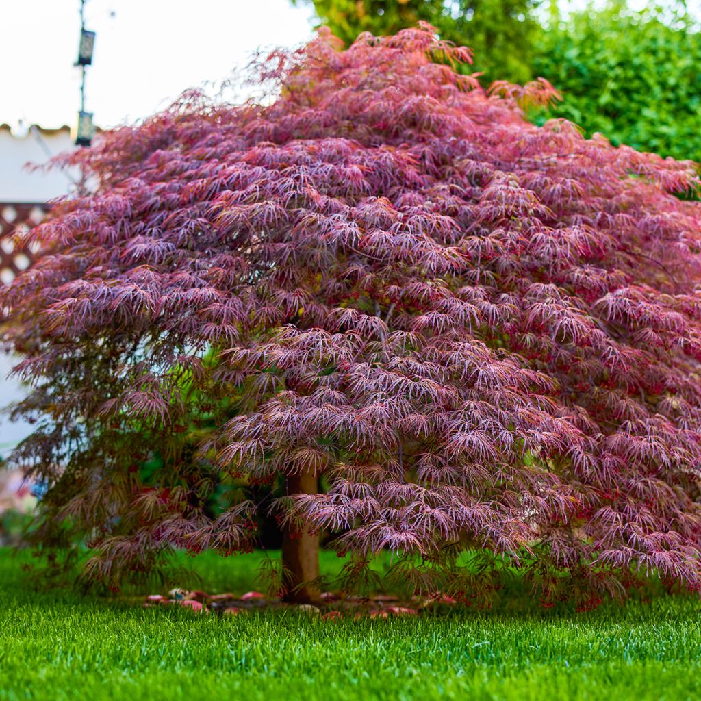 Arce japonés Royal Garnet