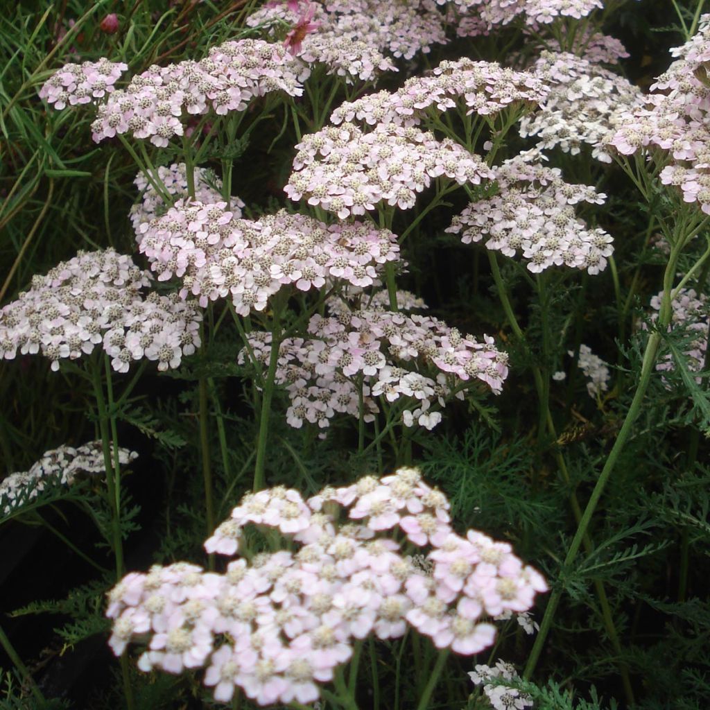 Milenrama Wonderful Wampee - Achillea millefolium