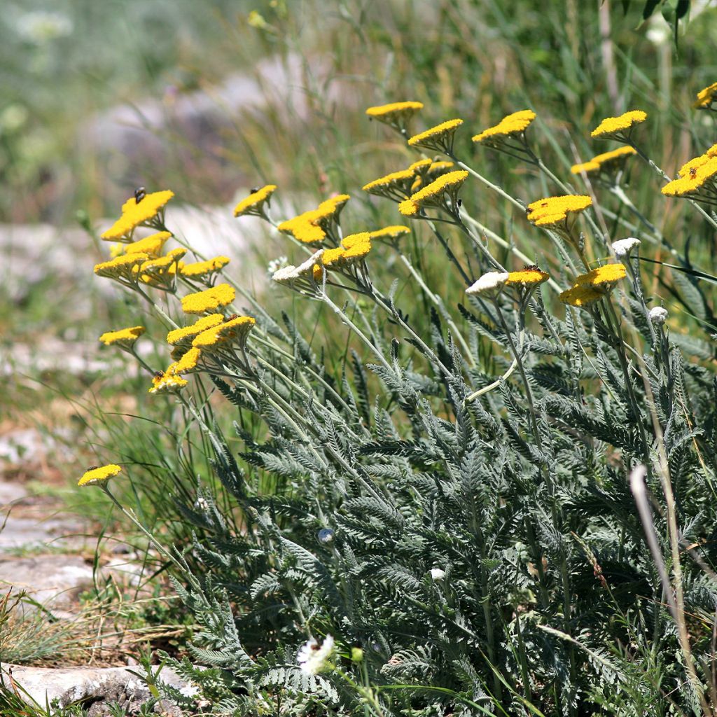 Achillea clypeolata - Milenrama