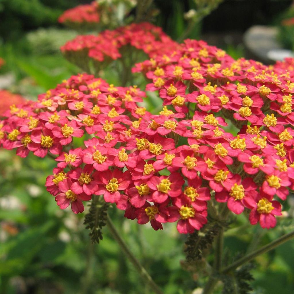 Achillée - Achillea millefolium Paprika