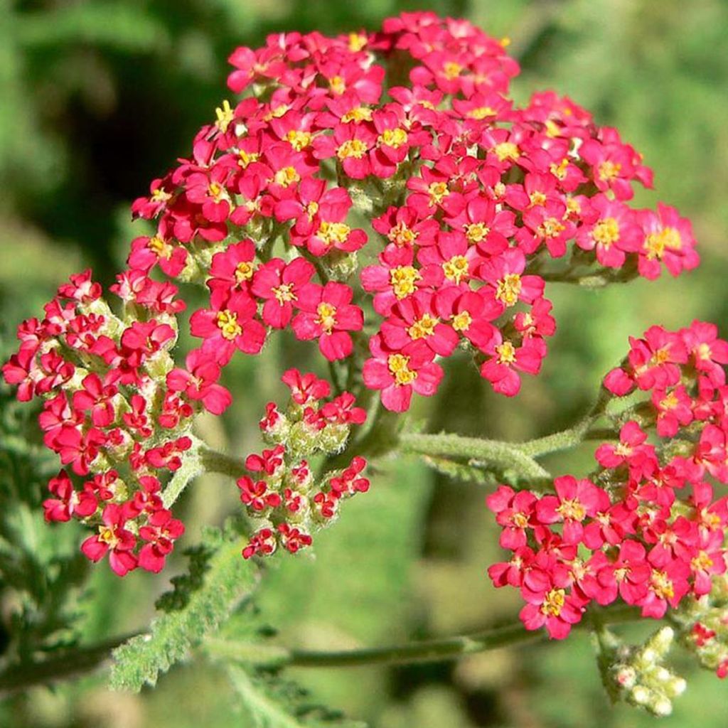 Achillée - Achillea millefolium Paprika