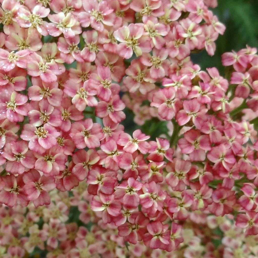 Milenrama Peachy Seduction - Achillea millefolium