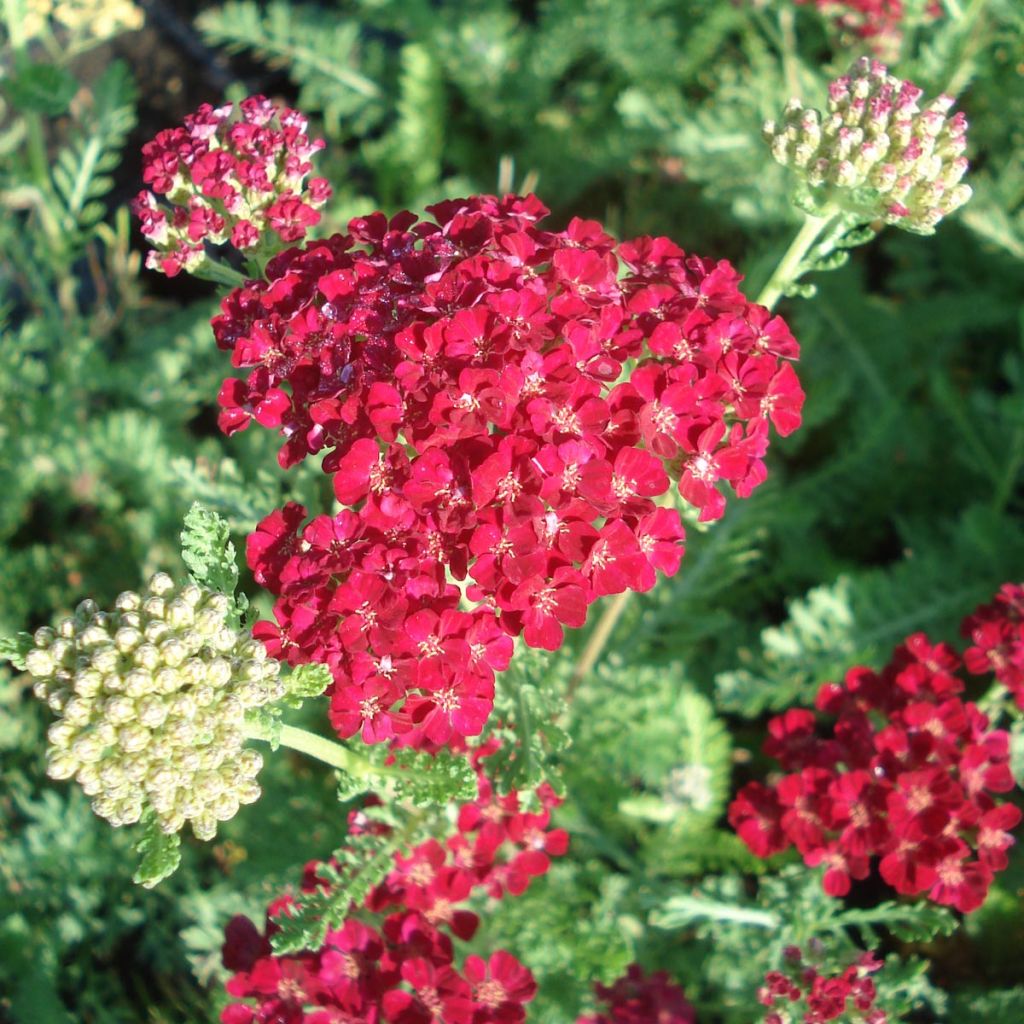 Milenrama Pomegranate - Achillea millefolium