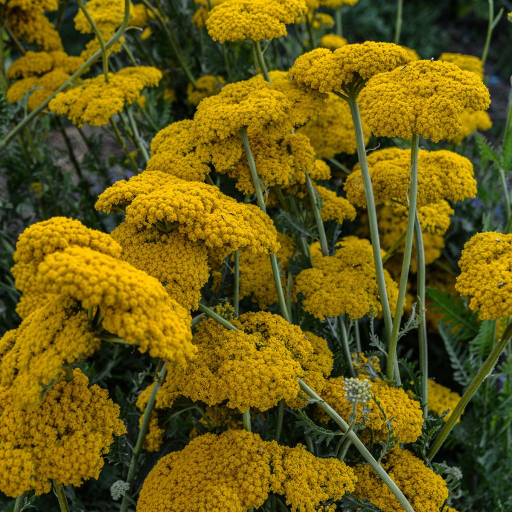 Achillea filipendulina Parker's Variety - Aquilea amarilla