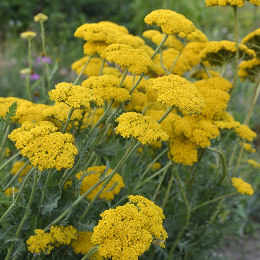 Achillea filipendulina Parker's Variety - Aquilea amarilla
