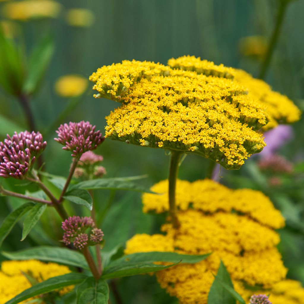 Achillea Coronation Gold - Milenrama