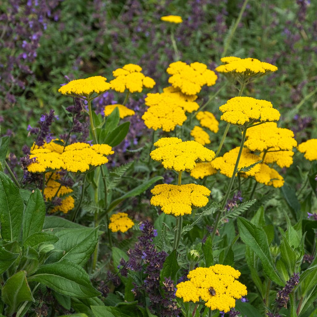 Achillea Coronation Gold - Milenrama