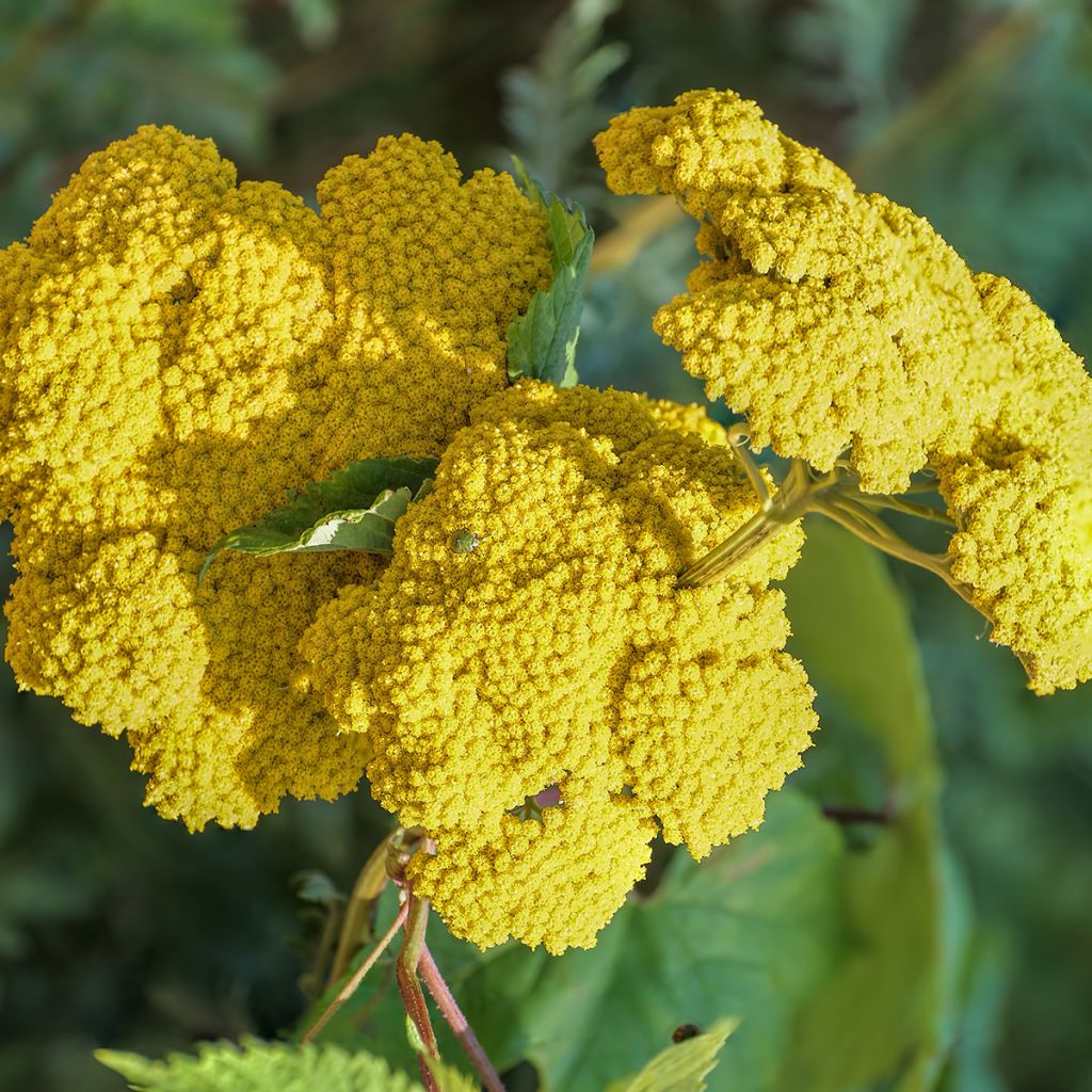Achillea Moonshine - Milenrama