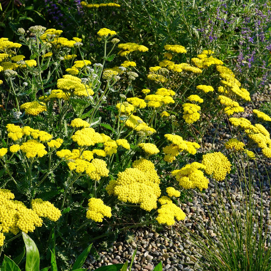 Achillea Moonshine - Milenrama