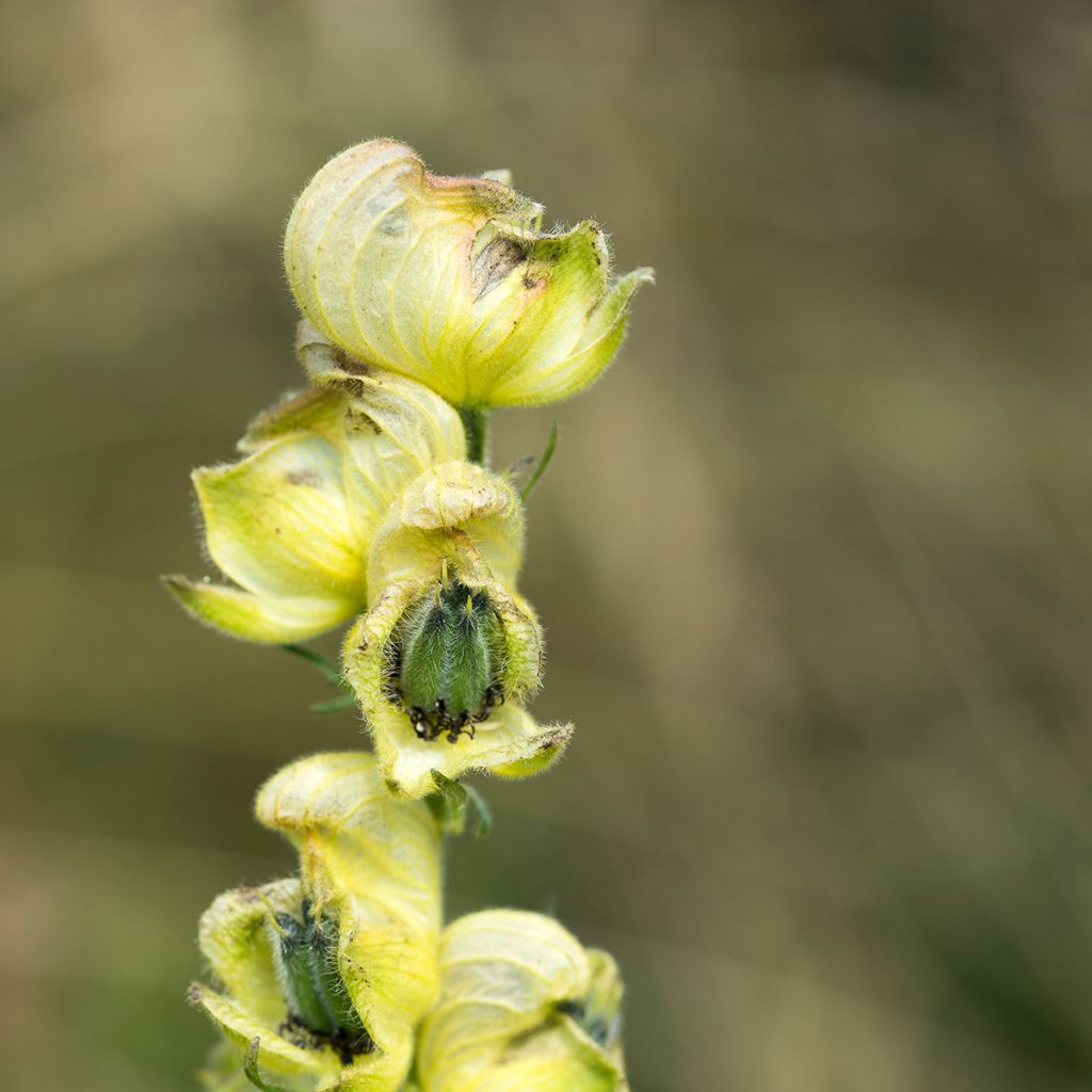 Aconitum anthora - Acónito de los Alpes