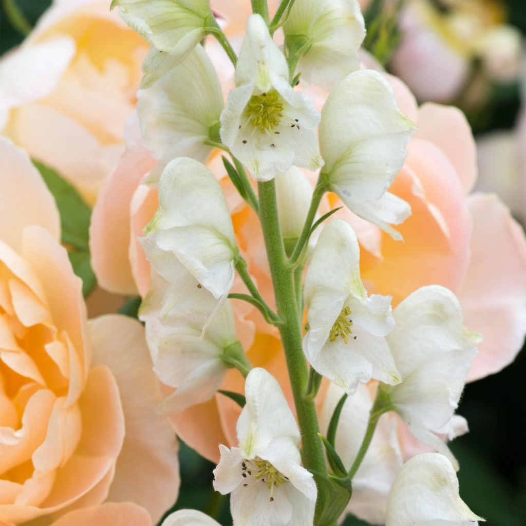 Aconitum napellus Schneewittchen