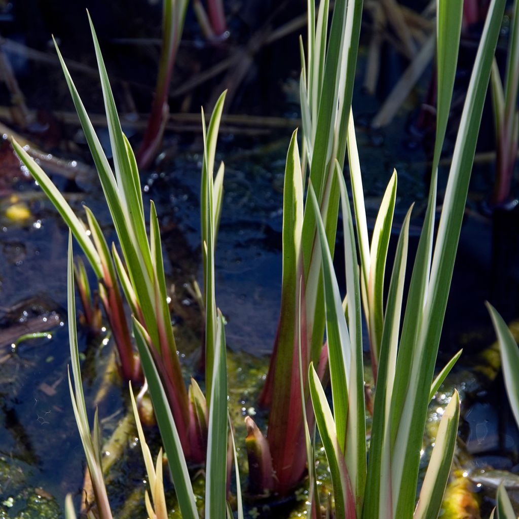 Acoro calamus Variegatus