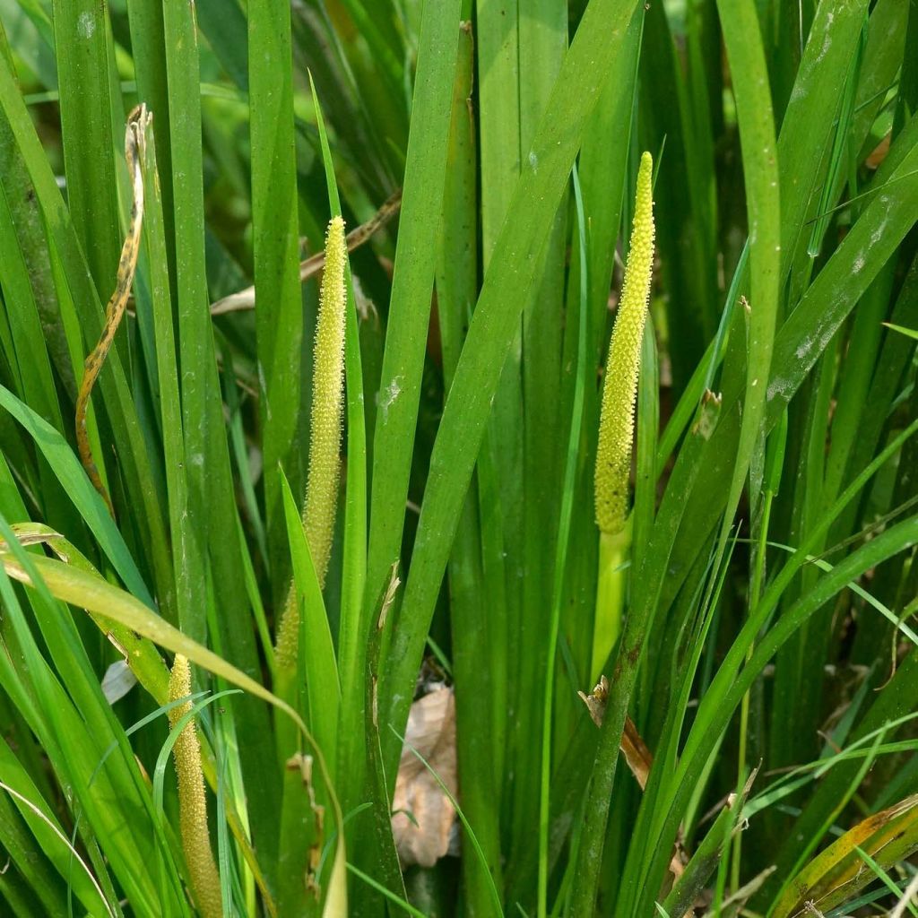 Acorus gramineus - Acore, jonc japonais