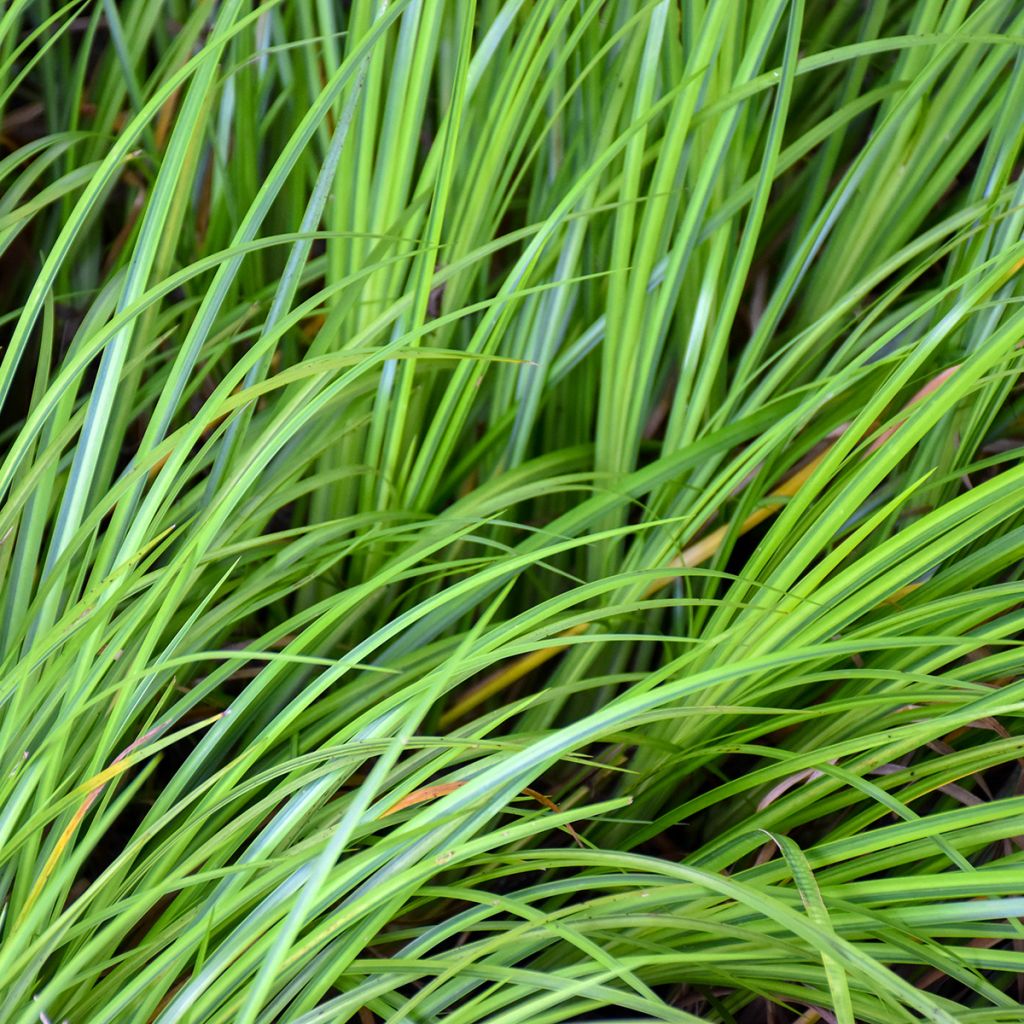 Acoro gramineus