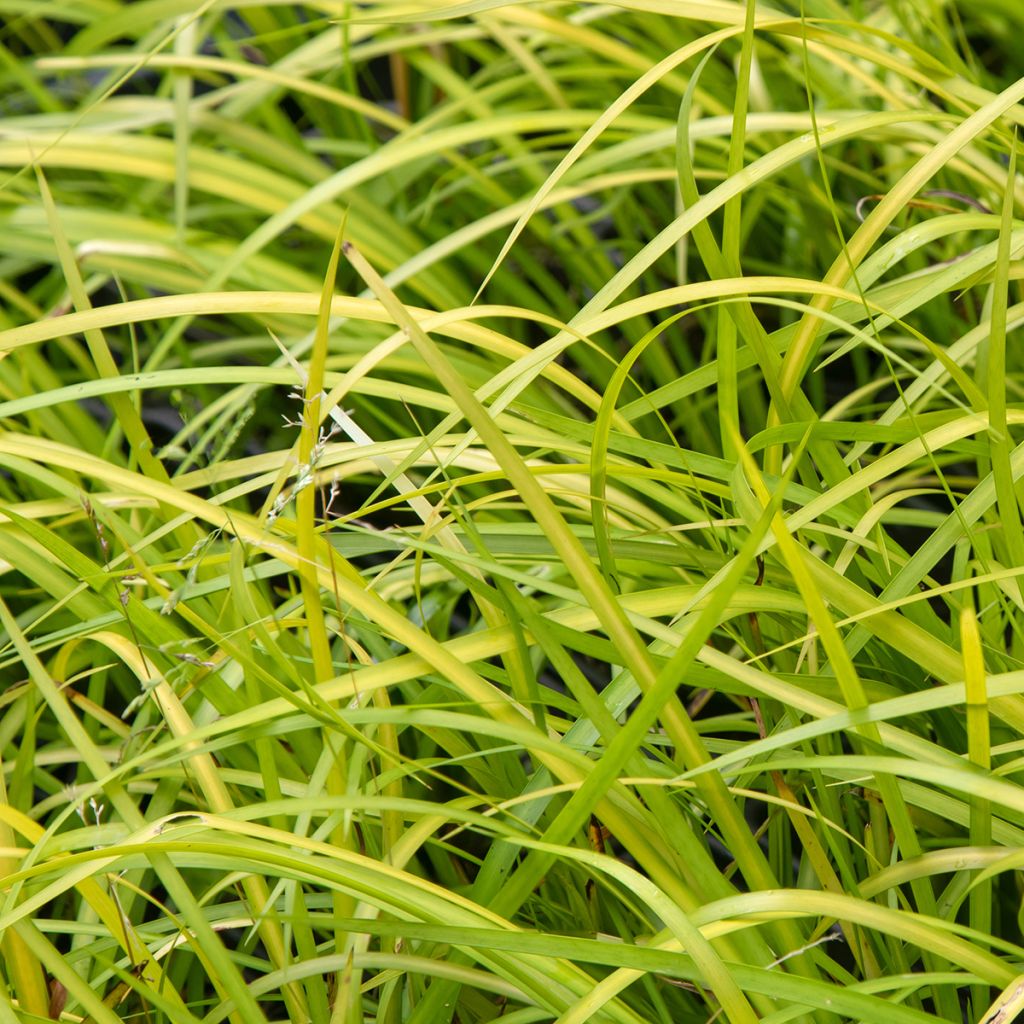 Acoro gramineus