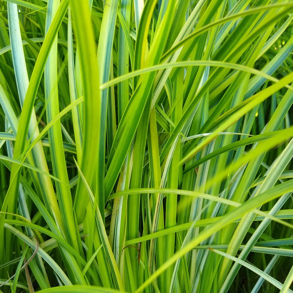 Acoro amarillo - Acorus gramineus Ogon
