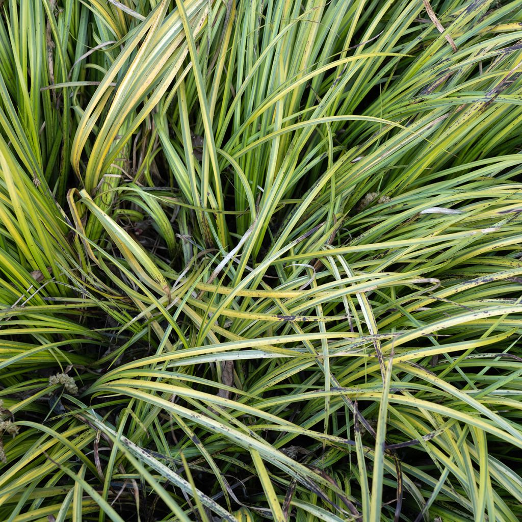 Acoro amarillo - Acorus gramineus Ogon