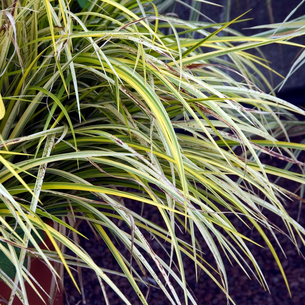 Acoro amarillo - Acorus gramineus Ogon