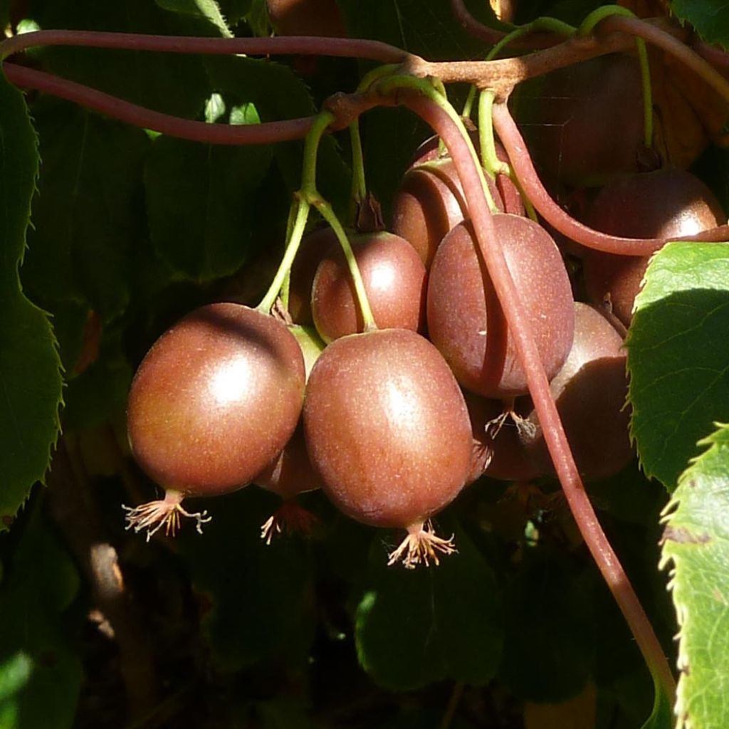 Mini kiwi var. purpurea (Hembra) - Actinidia arguta