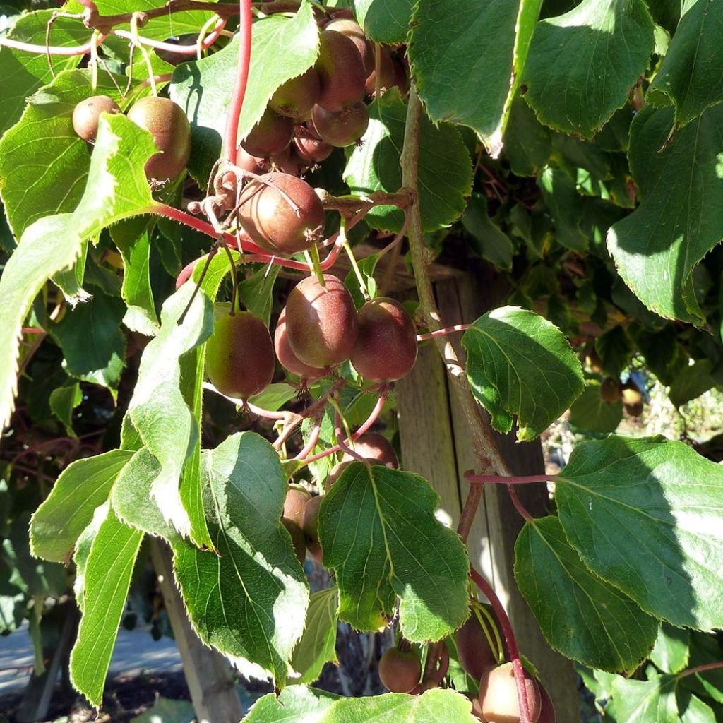 Mini kiwi var. purpurea (Hembra) - Actinidia arguta