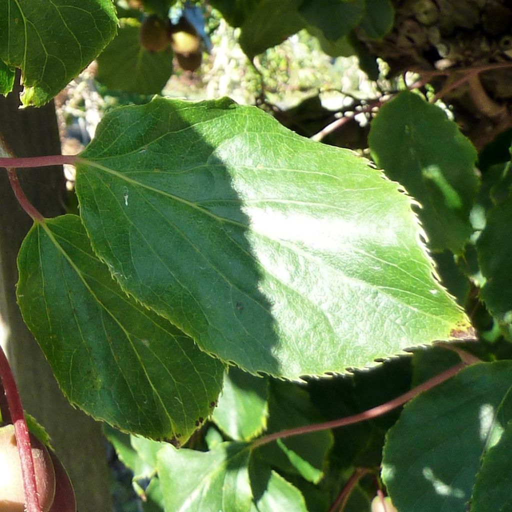 Mini kiwi var. purpurea (Hembra) - Actinidia arguta