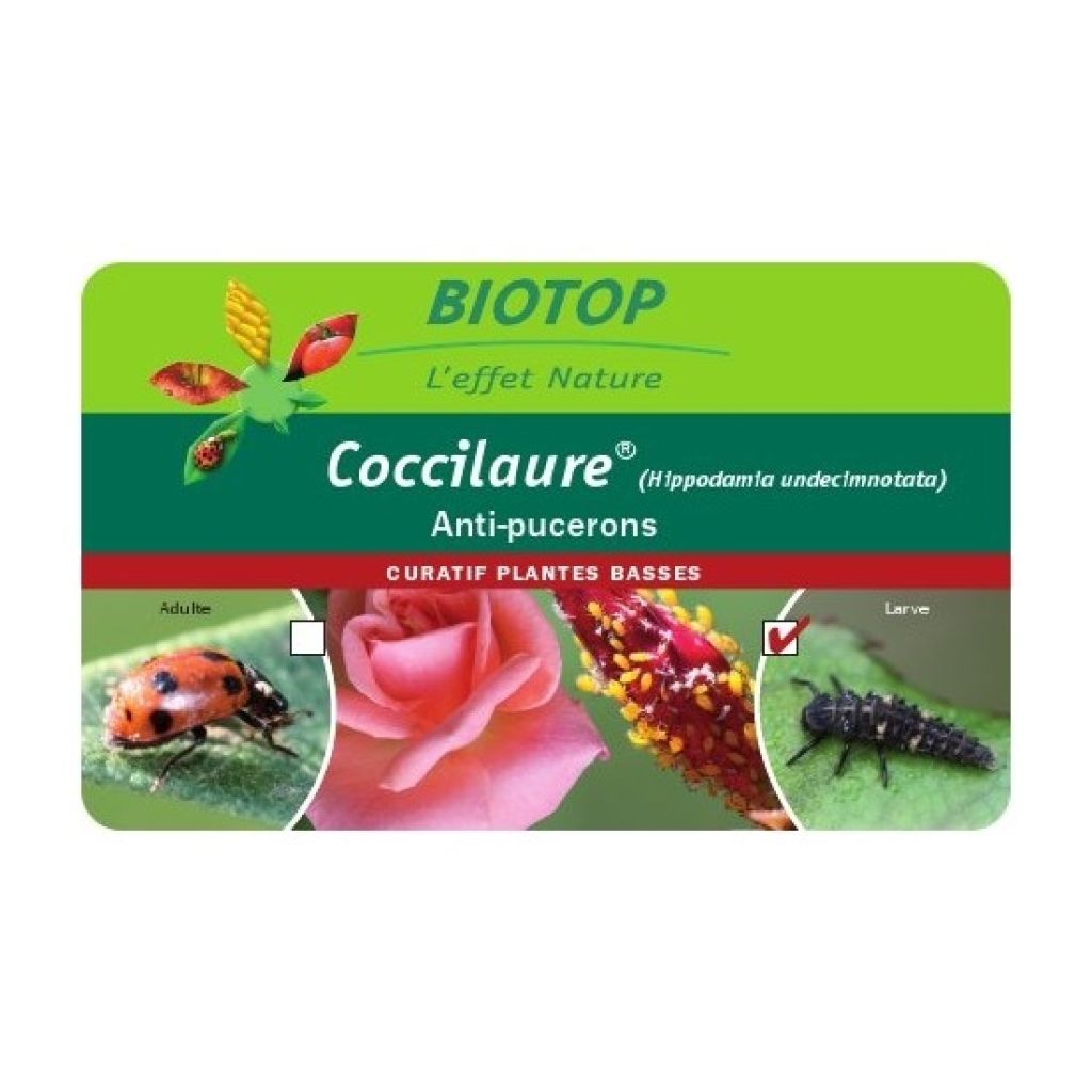 Adultos de mariquitas Coccifly Biotop