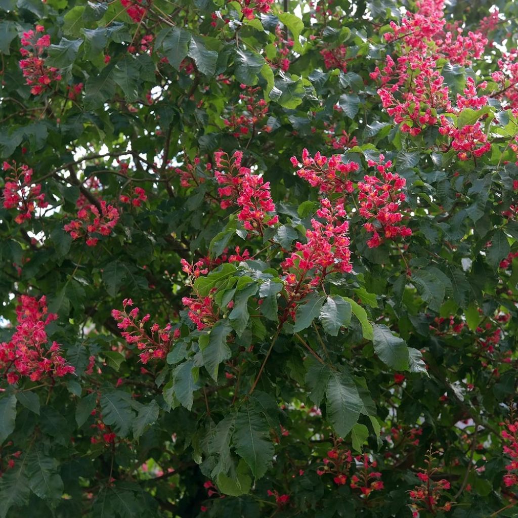 Aesculus carnea Briotii - Castaño de Indias rojo híbrido