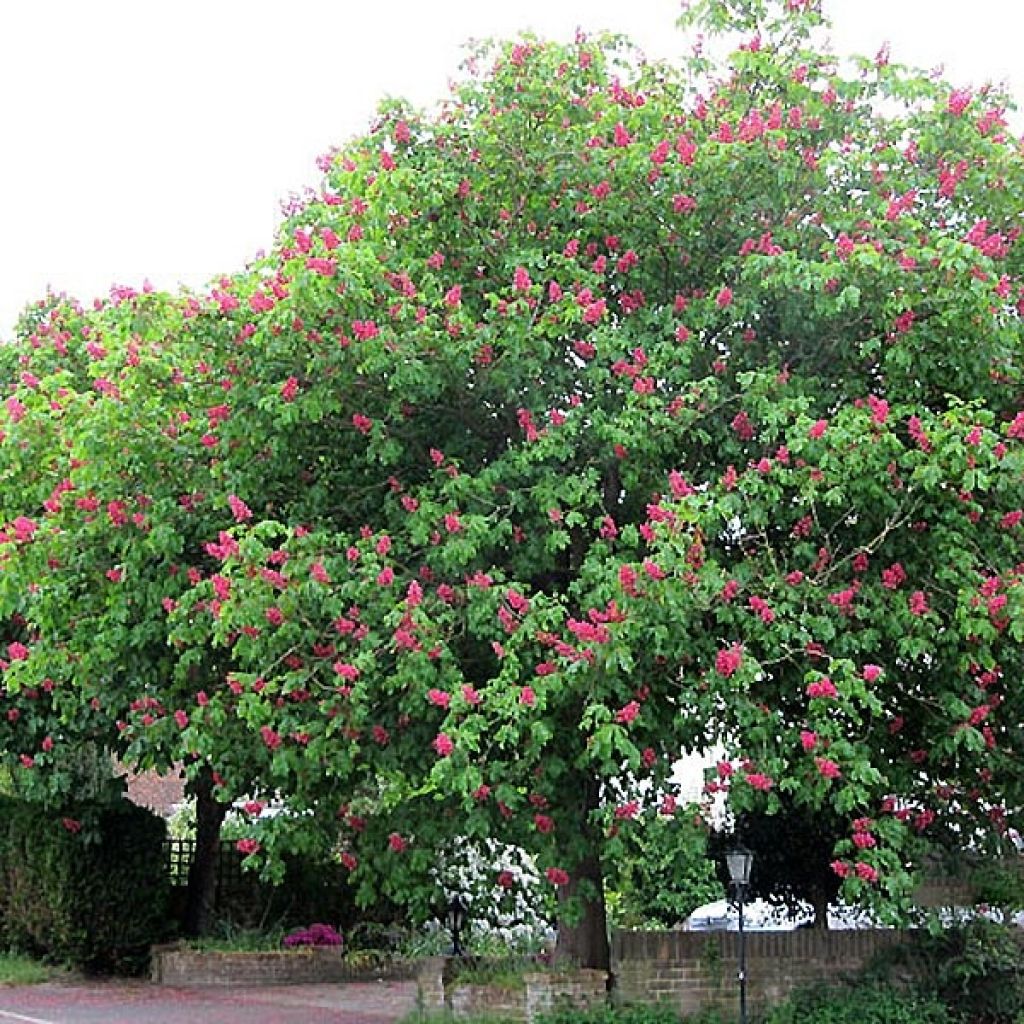 Aesculus carnea Briotii - Castaño de Indias rojo híbrido