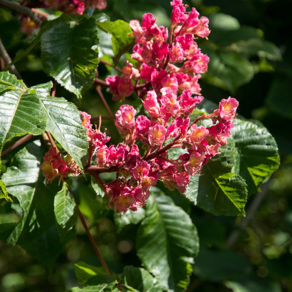 Aesculus carnea Briotii - Castaño de Indias rojo híbrido