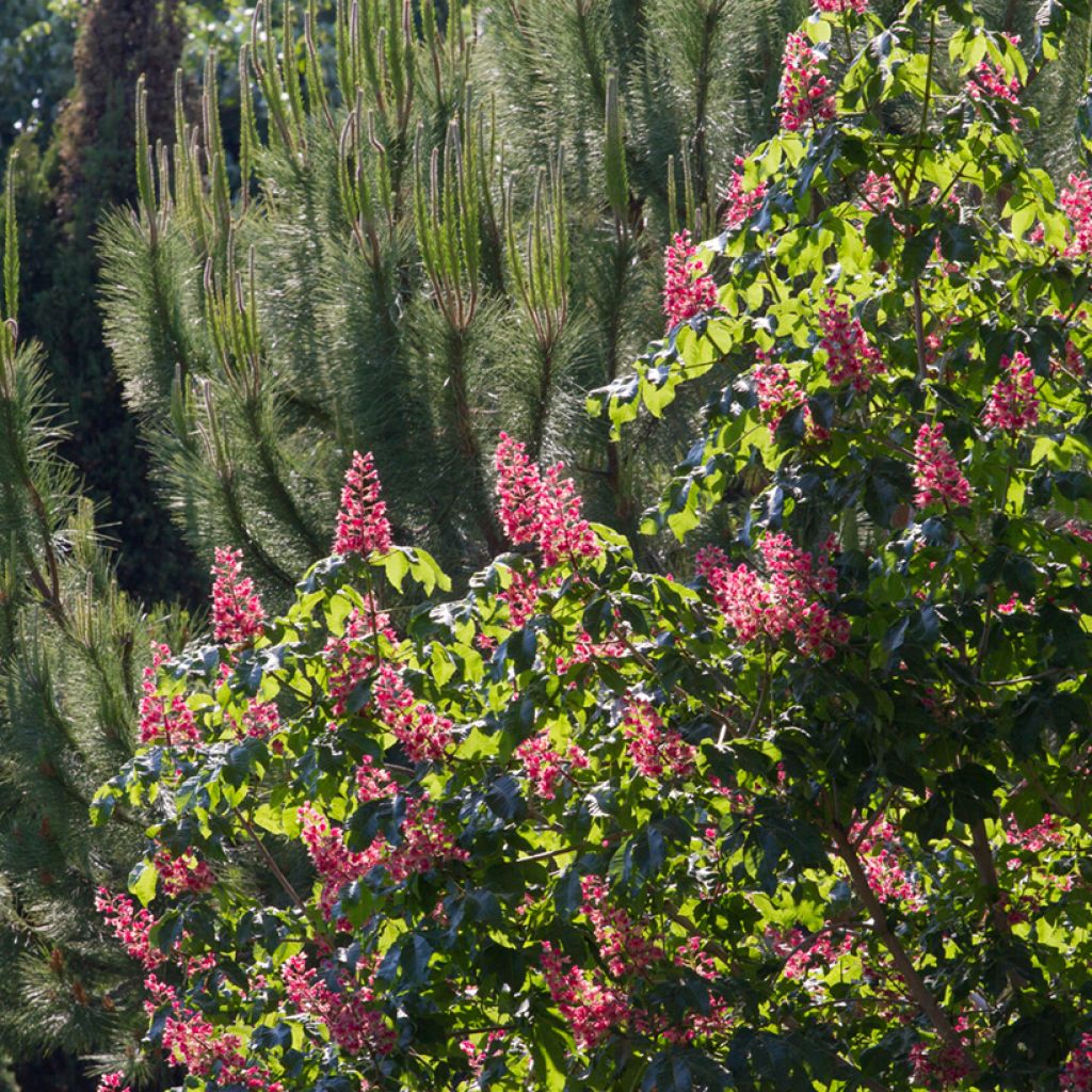 Aesculus carnea Briotii - Castaño de Indias rojo híbrido