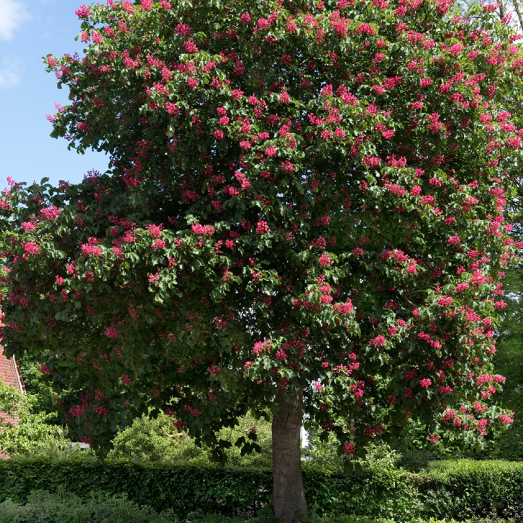 Aesculus carnea Briotii - Castaño de Indias rojo híbrido