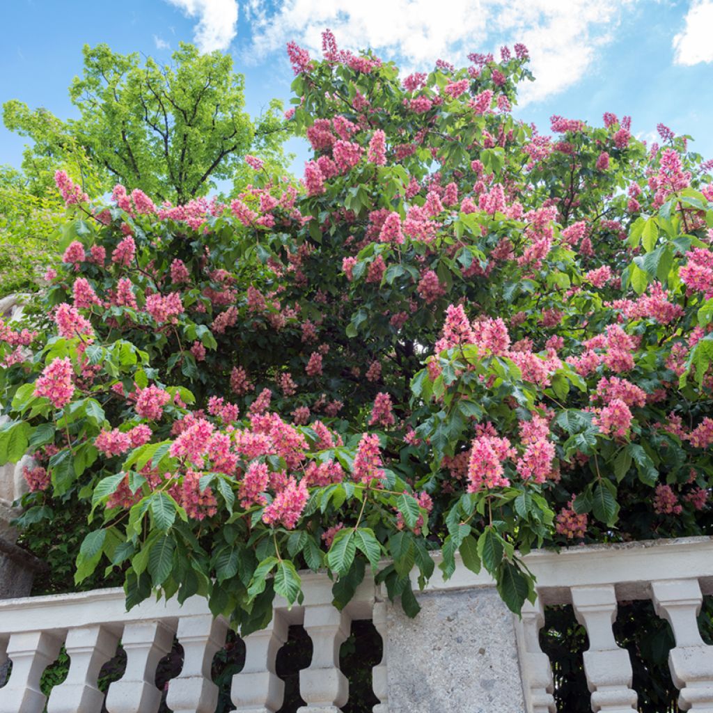 Aesculus carnea Briotii - Castaño de Indias rojo híbrido