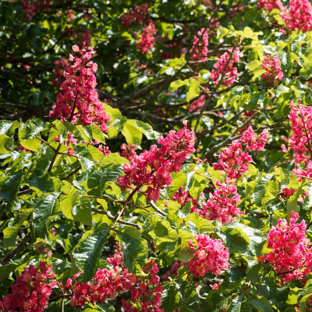 Aesculus carnea Briotii - Castaño de Indias rojo híbrido