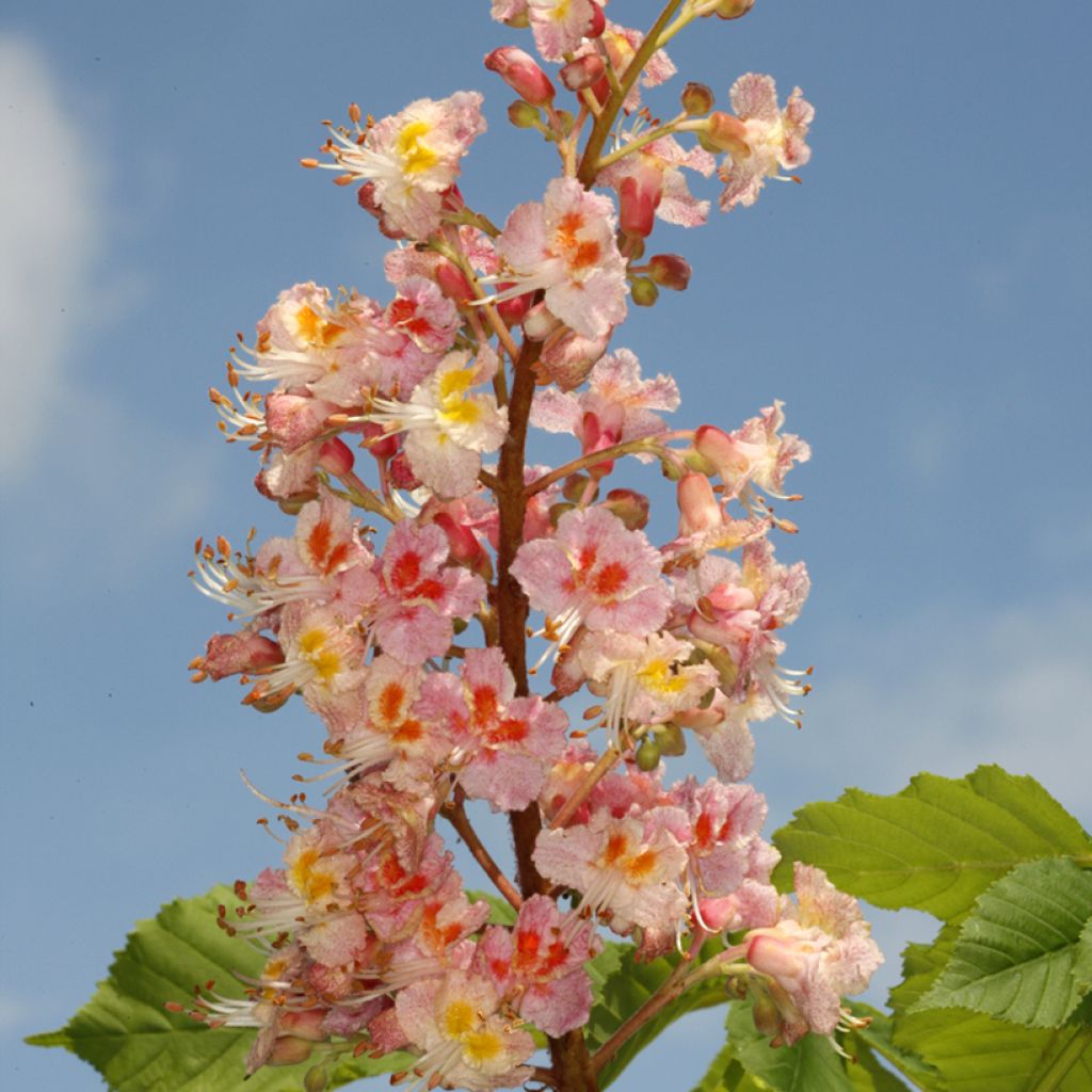 Aesculus x carnea Plantierensis - Castaño de Indias rojo híbrido
