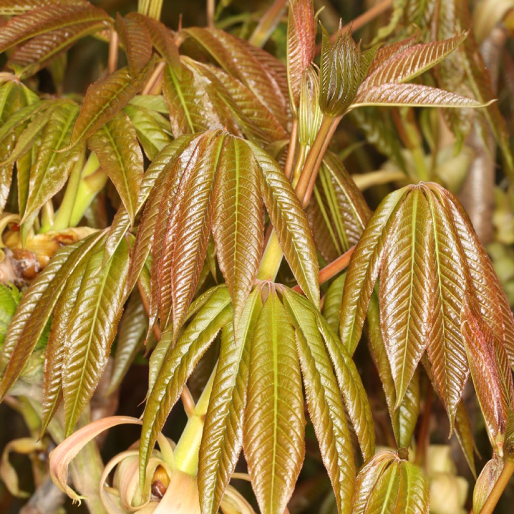 Aesculus chinensis - Castaño de Indias chino