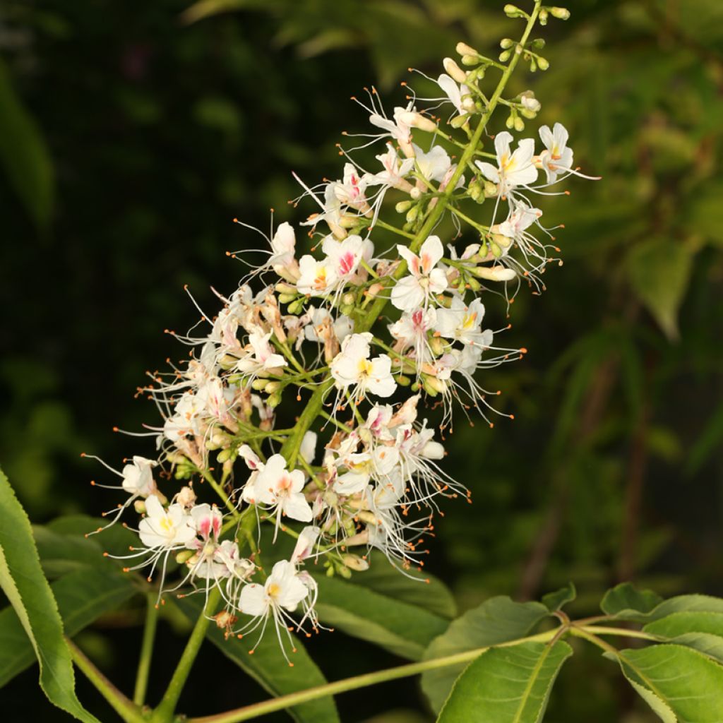 Aesculus chinensis - Castaño de Indias chino