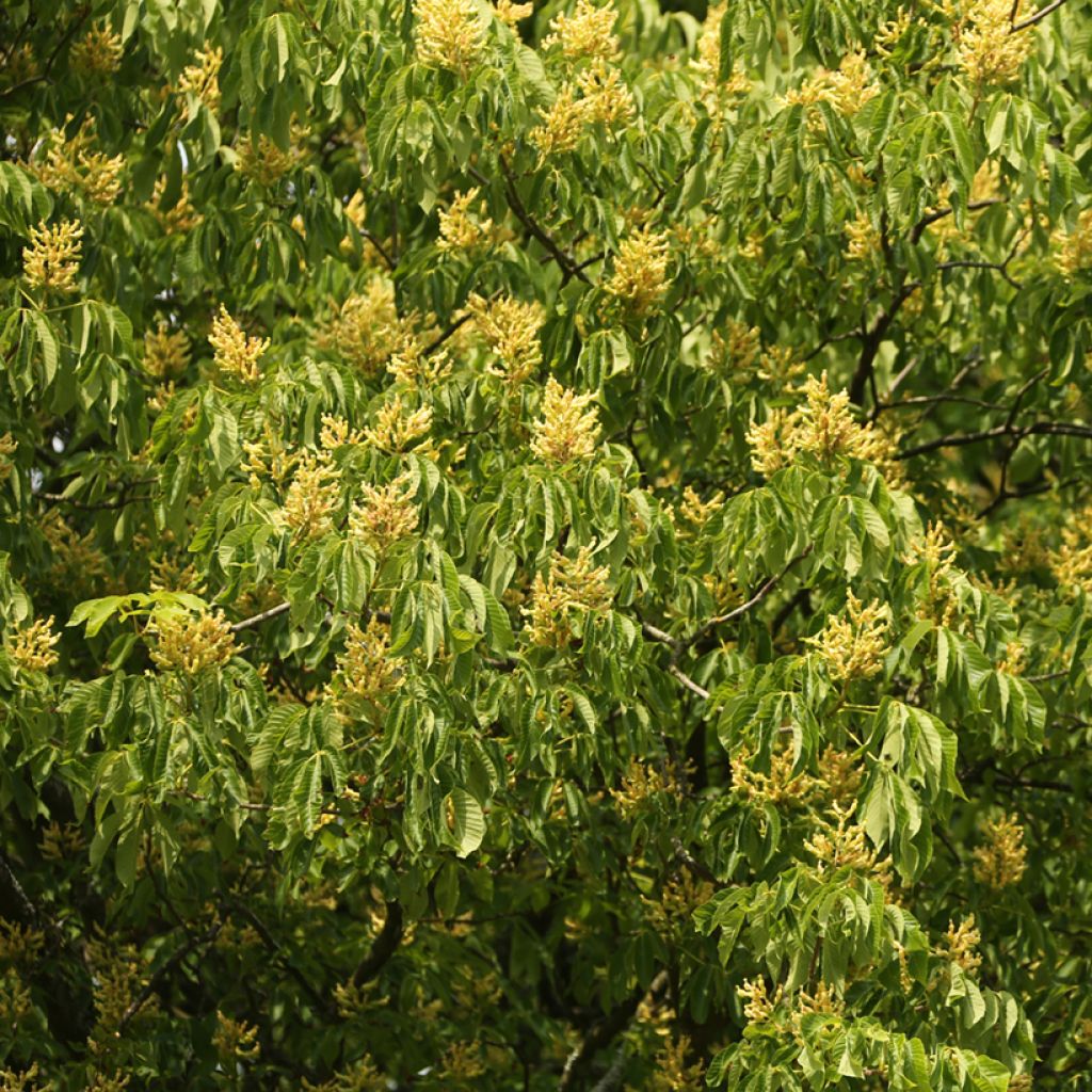 Aesculus flava - Pavier, Castaño de Indias amarillo