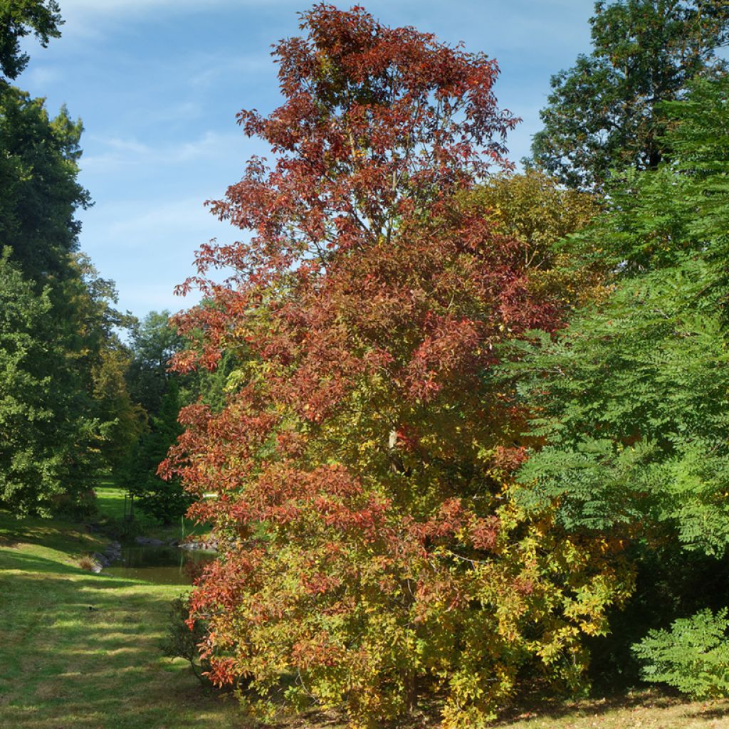 Aesculus flava - Pavier, Castaño de Indias amarillo