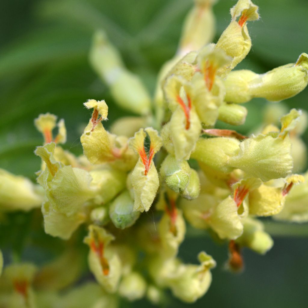 Aesculus flava - Pavier, Castaño de Indias amarillo