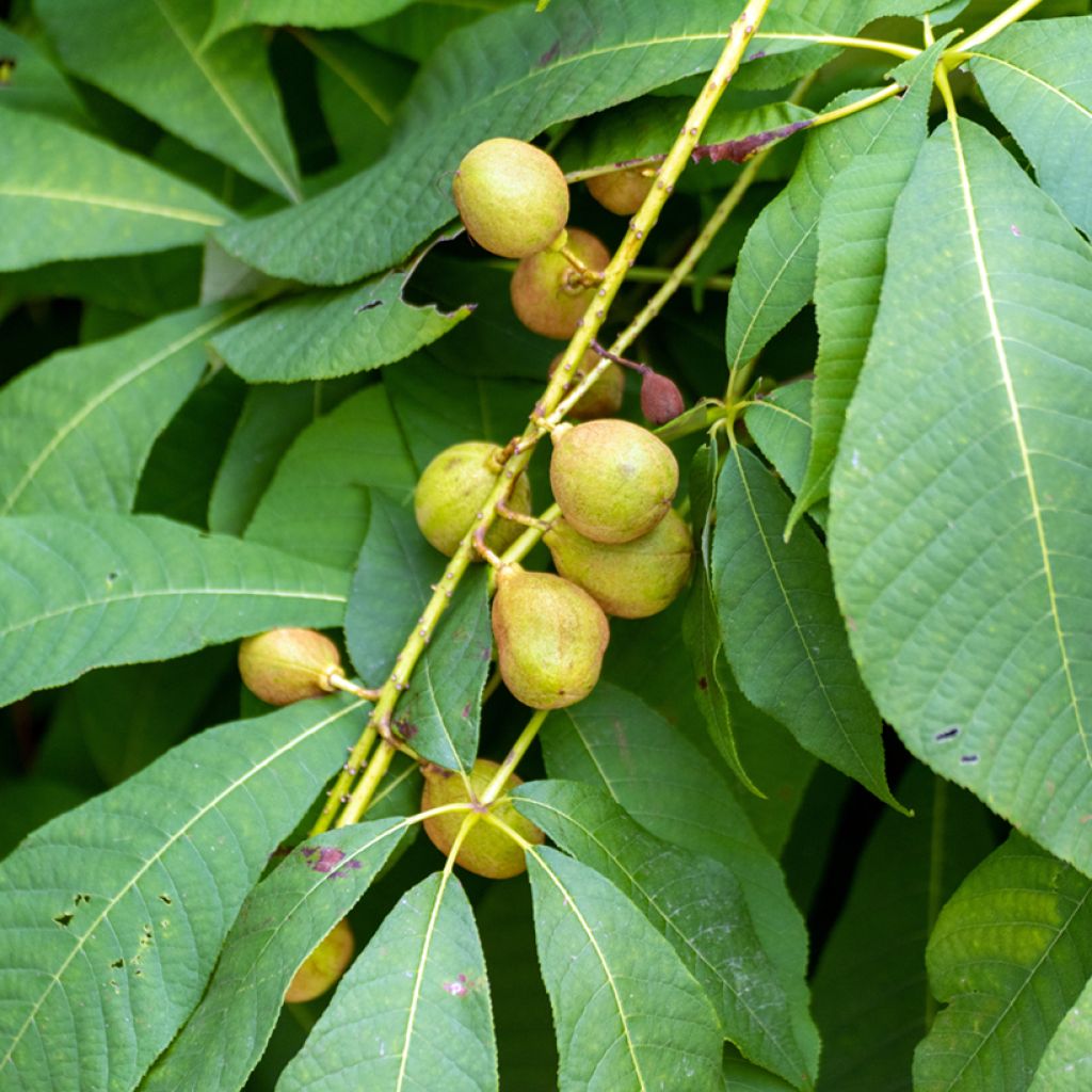 Aesculus flava - Pavier, Castaño de Indias amarillo