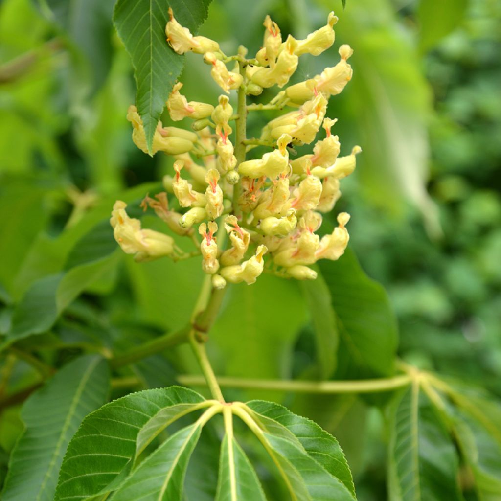 Aesculus flava - Pavier, Castaño de Indias amarillo