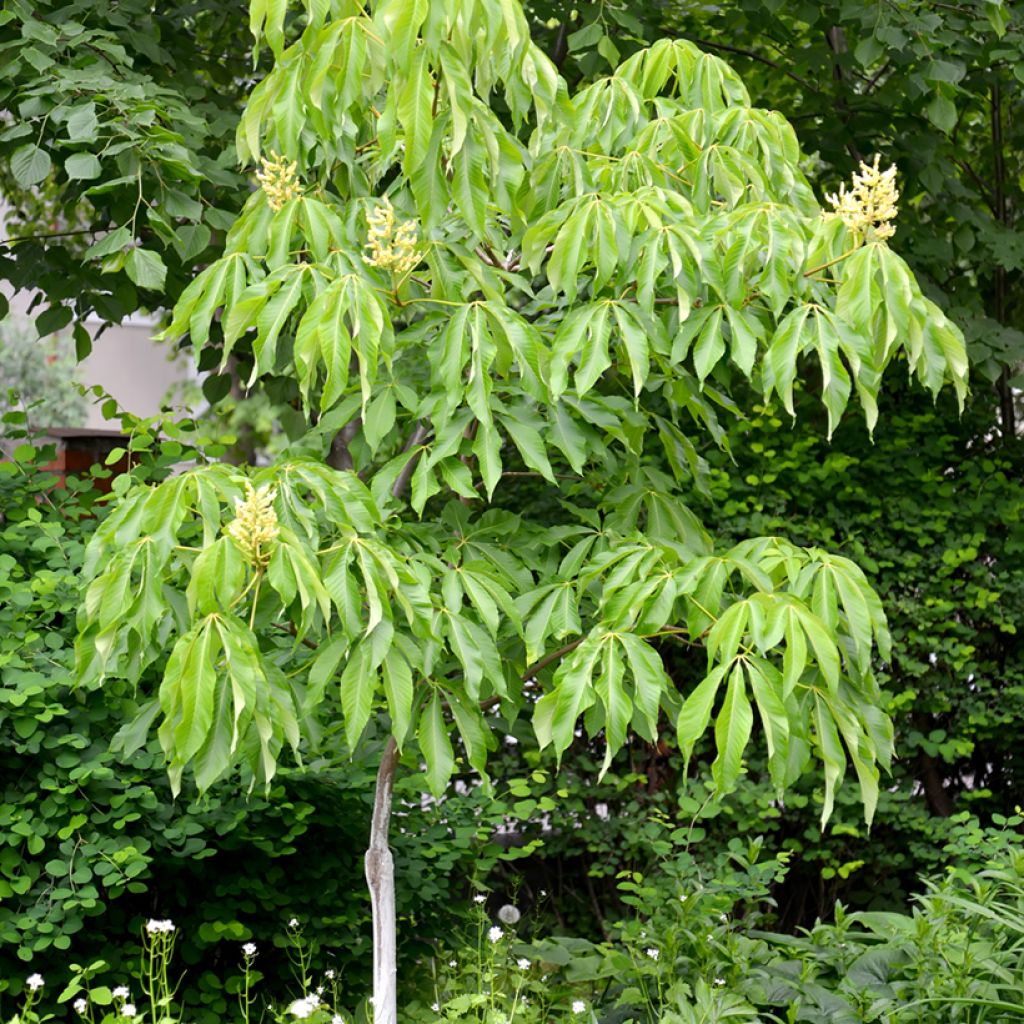 Aesculus flava - Pavier, Castaño de Indias amarillo