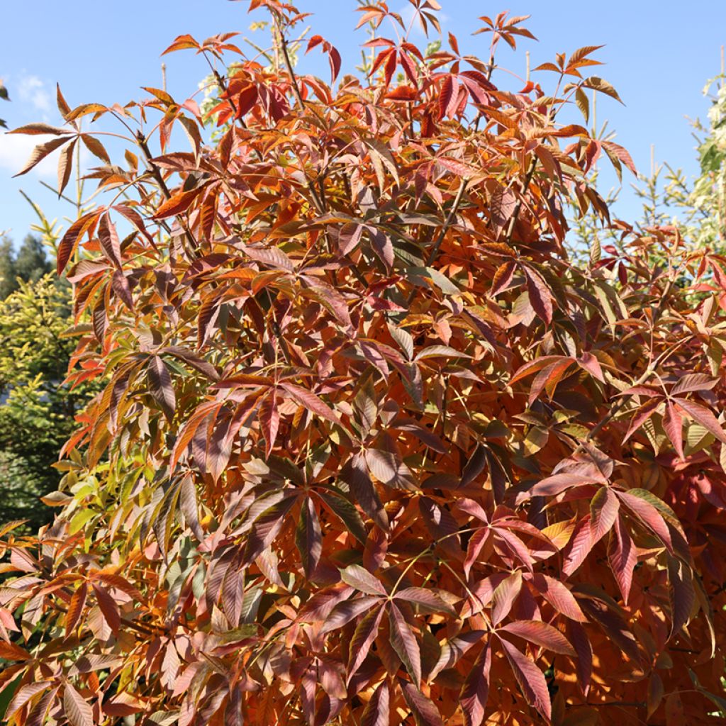 Aesculus glabra Herkenrode - Castaño de Ohio