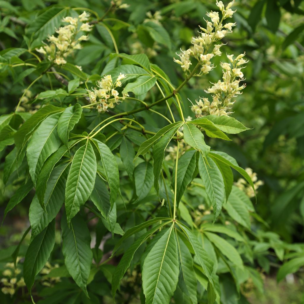 Aesculus glabra var. arguta - Falso castaño de Ohio