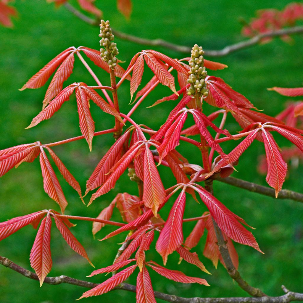 Aesculus x neglecta Erythroblastos - Castaños híbrido